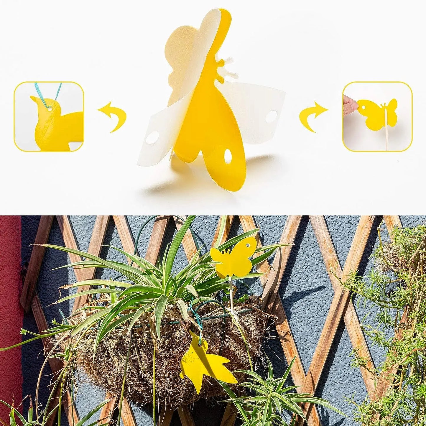 Dobbeltsidede Frugtfluefælder