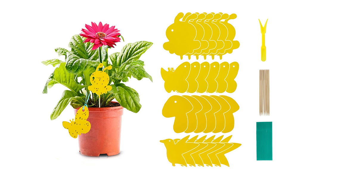 Dobbeltsidede Frugtfluefælder