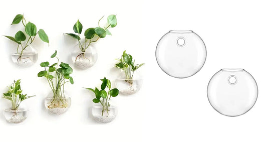 Vægophængt Glas Terrarium Plantesæt