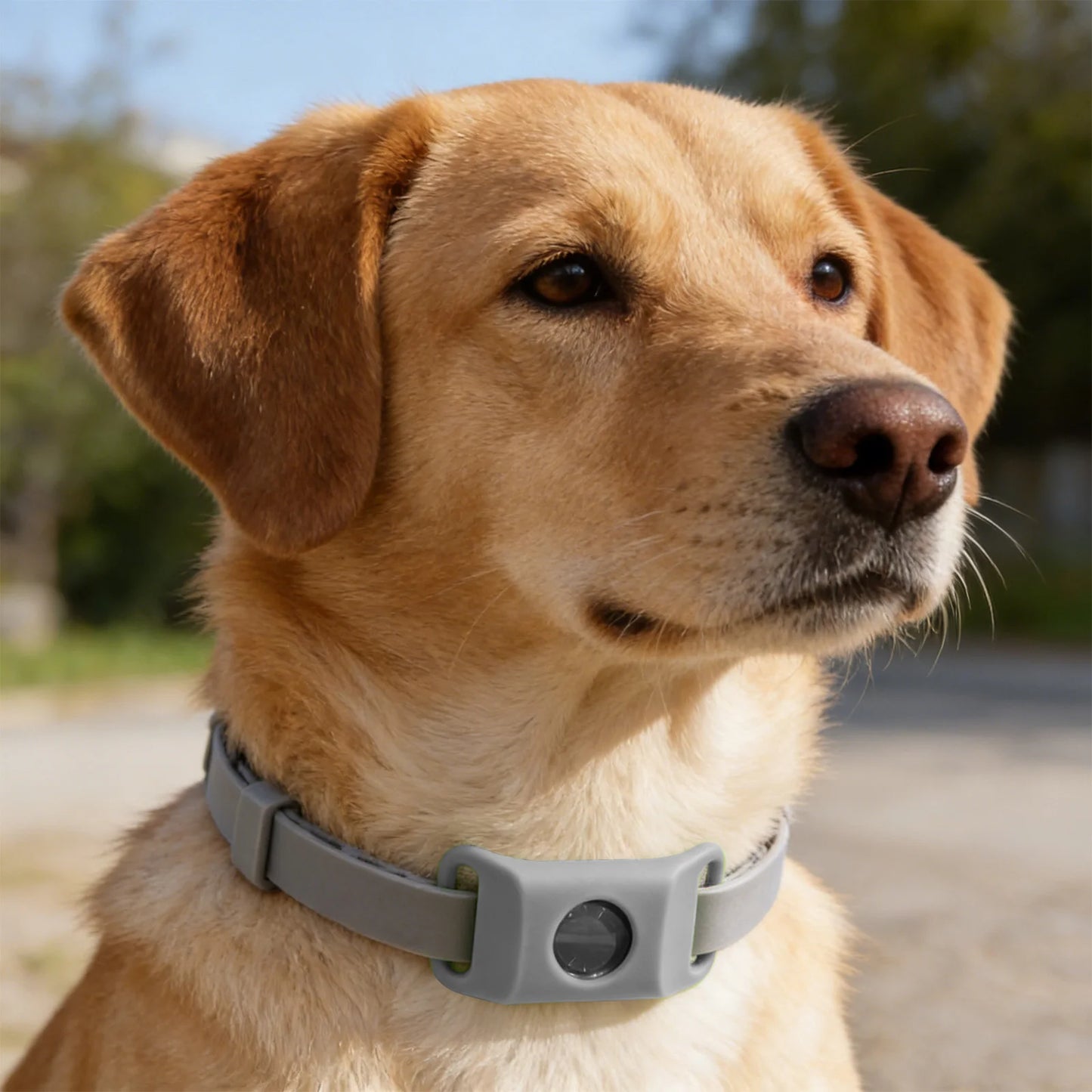 Loppe- og Flåthalskæde til Hund – Naturlig Beskyttelse