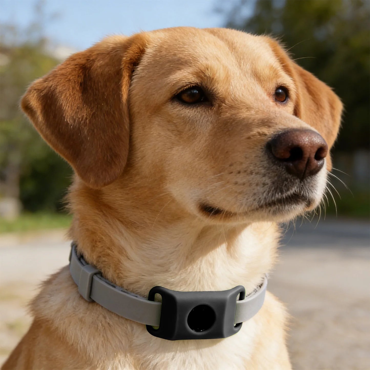 Loppe- og Flåthalskæde til Hund – Naturlig Beskyttelse