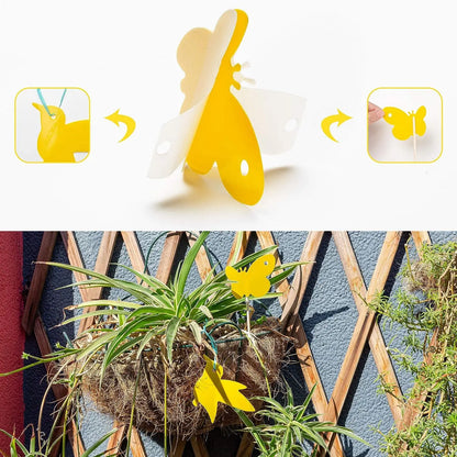 Dobbeltsidede Frugtfluefælder