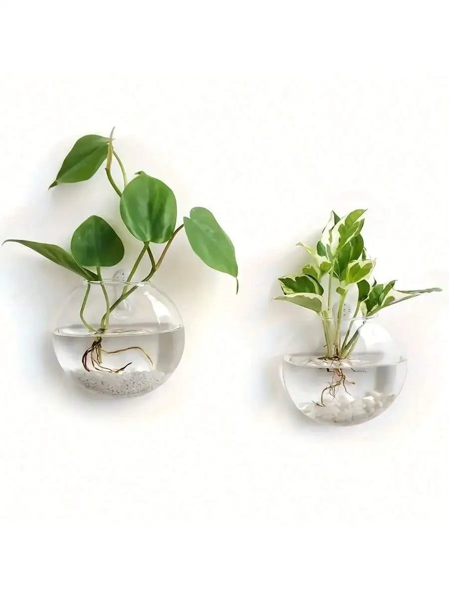 Vægophængt Glas Terrarium Plantesæt