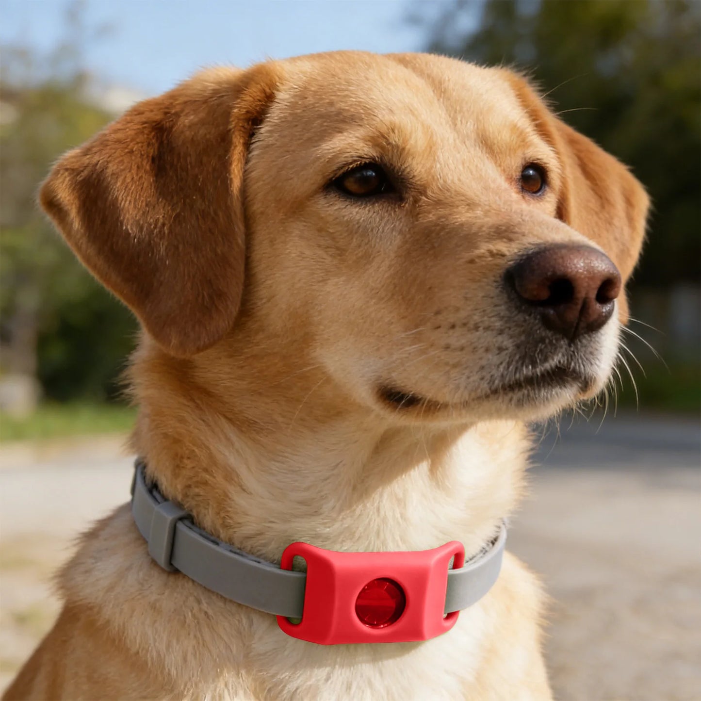 Loppe- og Flåthalskæde til Hund – Naturlig Beskyttelse